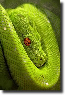 green snake