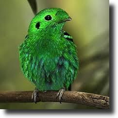 green bird