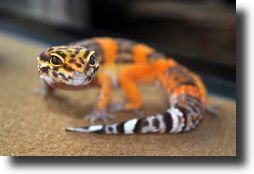 orange gecko