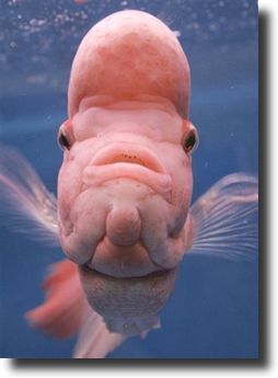 pink dolphin
