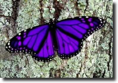 purple butterfly