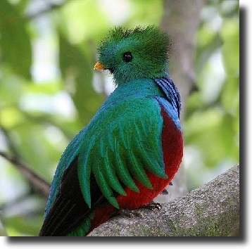 quetzal