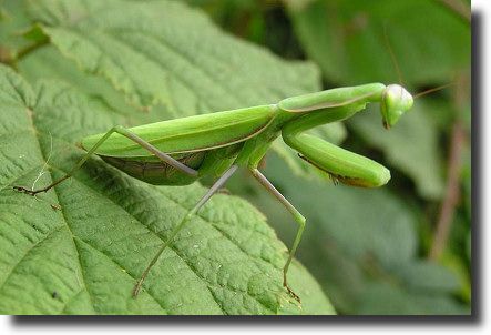 praying mantis