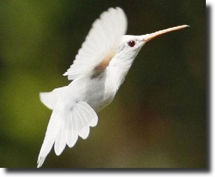 albino hummingbird