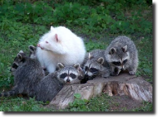 albino raccoon