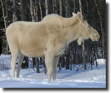 albino moose