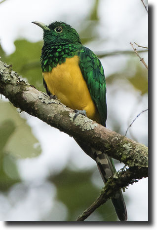gold cuckoo