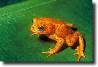 gold toad
