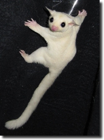 albino sugar squirrel
