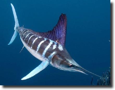white marlin
