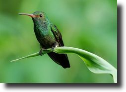 green hummingbird