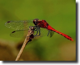 red dragonfly