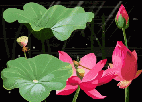 lotus flower (in Animated GIFs)