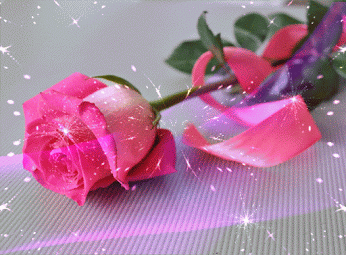 pink rosa
