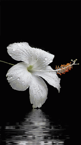 white lily