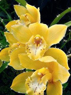yellow orchids