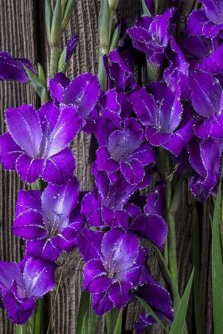 purple gladiolas