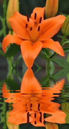 orange lily