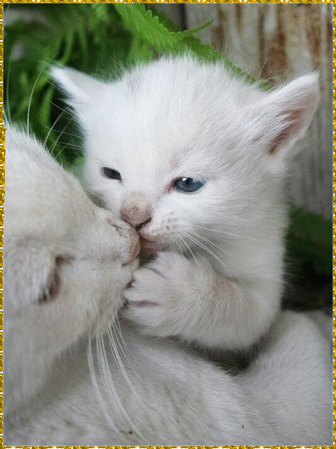 cats