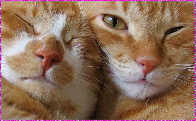 cats