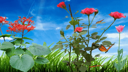 flowers and butterflies