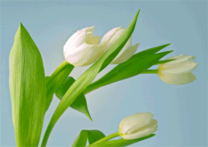white tulips