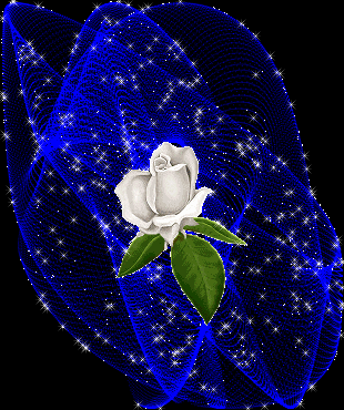 white rosa