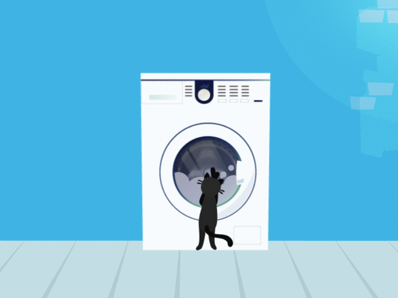 cat with washing machine