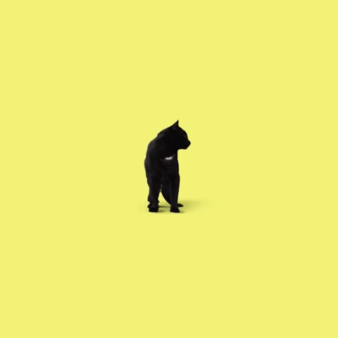 black cat