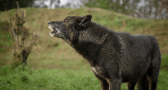 wolf