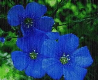 blue flowers