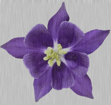 purple aquilegia