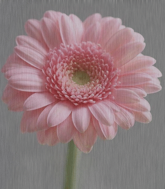 pink gerbera