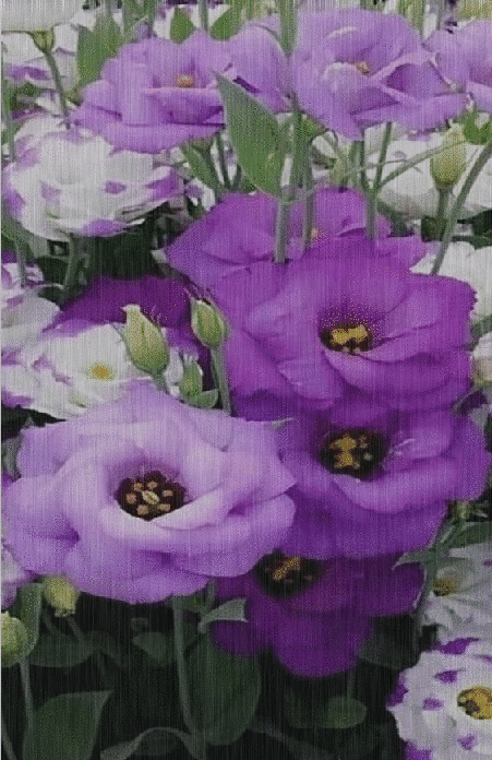lisianthus