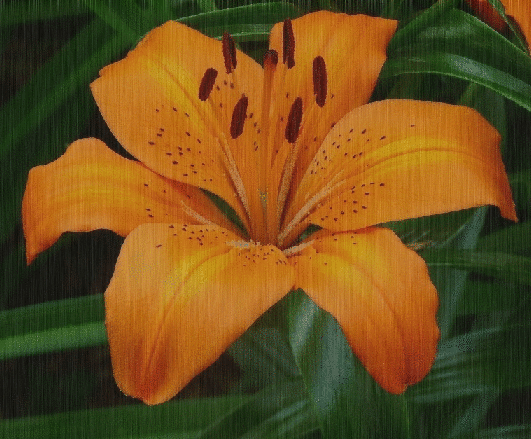 orange lily