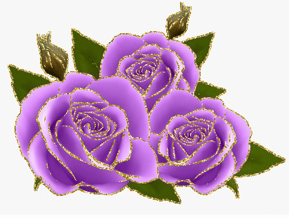 purple rosas