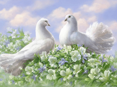 pigeons
