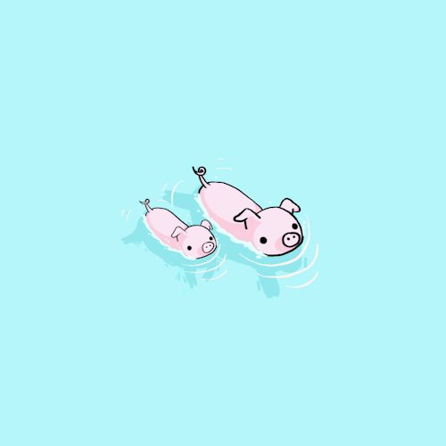 piglets are swimming