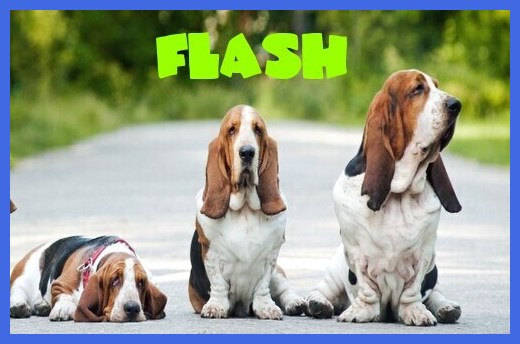 Flash