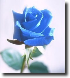blue rosa