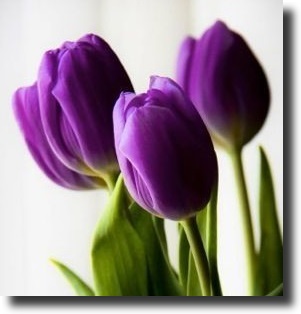 purple tulip