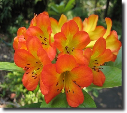 orange freesia