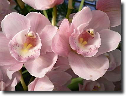 pink orchid