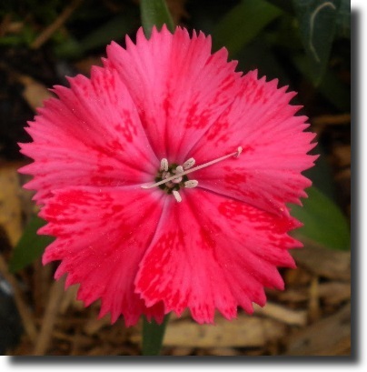red dianthus
