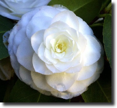 white camelia