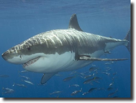 white shark