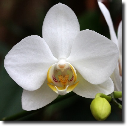 white orchid