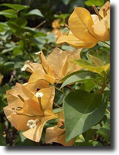 yellow bougainvillea