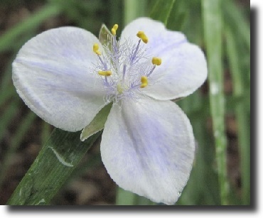white tradescantia
