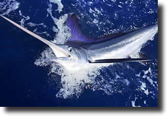 white marlin